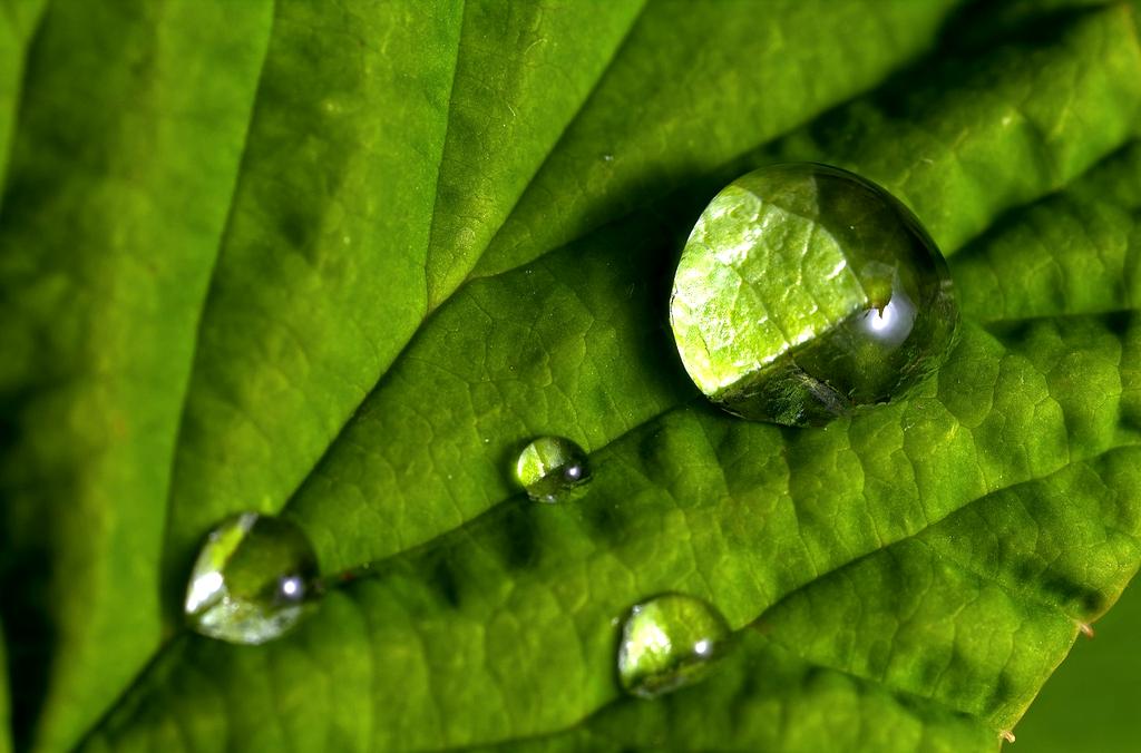Water droplets on green leaf background