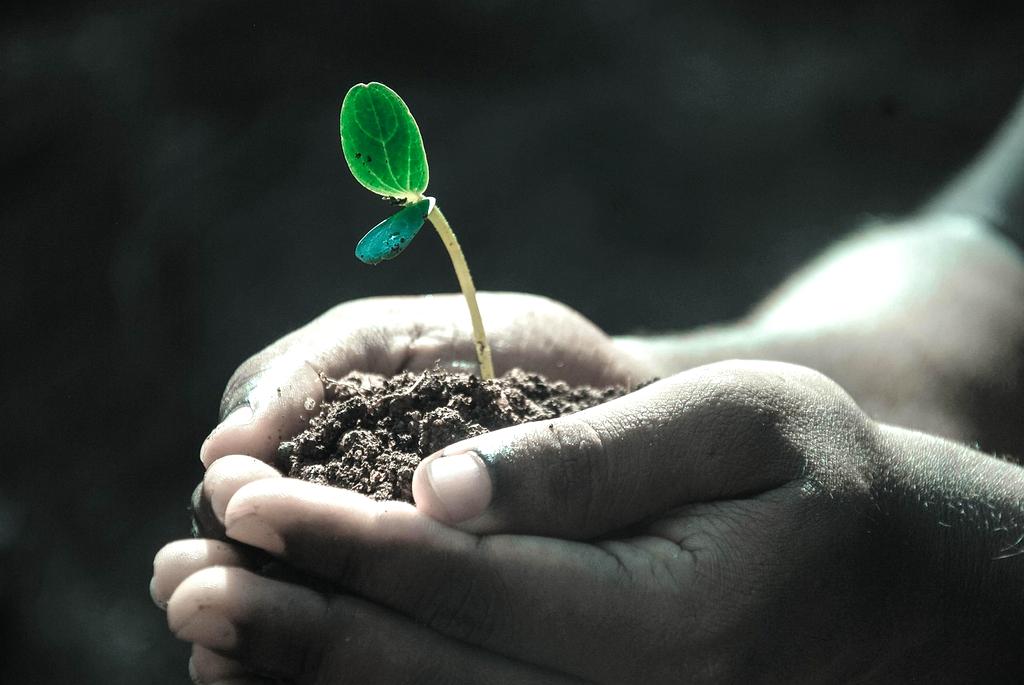 Seedling with water droplet