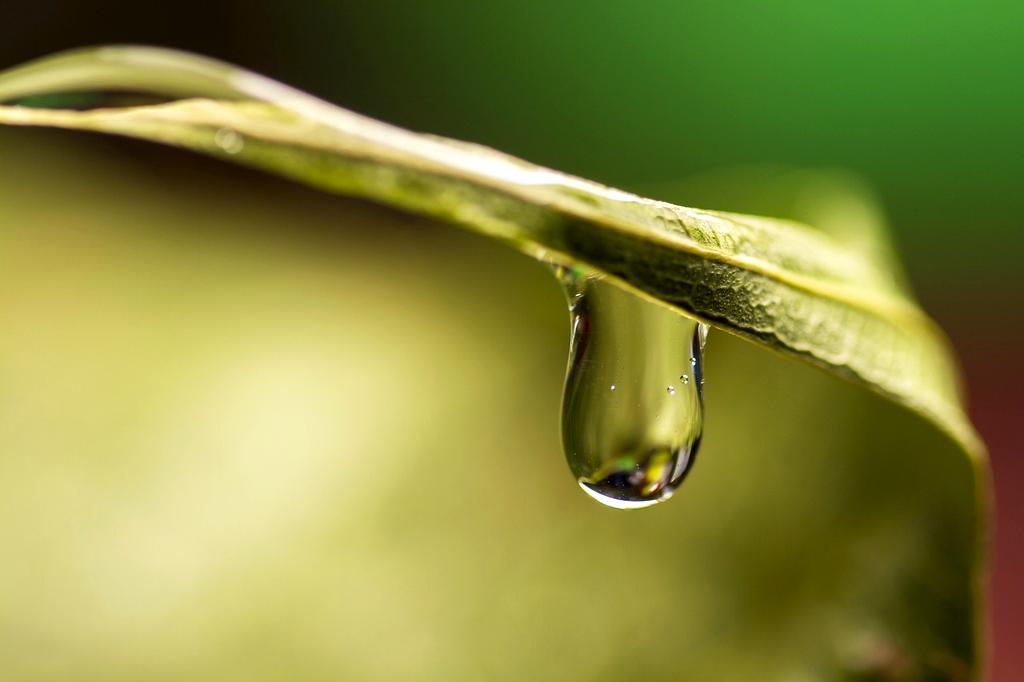 Hands holding water with leaf