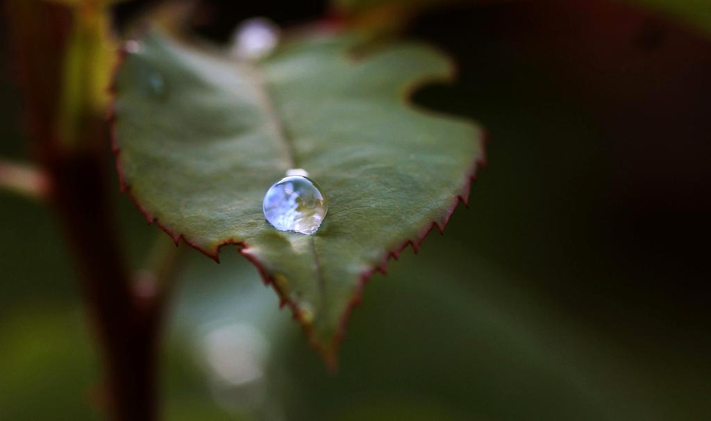 Water drop representing conservation
